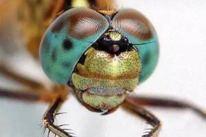 世界上眼睛最多的动物，蜻蜓有5.6万只眼睛（捕捉小虫百发百中）