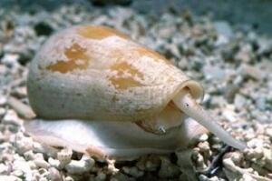 剧毒蜗牛长什么样，锥形蜗牛可致人死亡/海蜗牛会影响神经