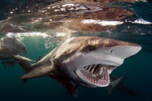 鲨鱼是牙齿最多的动物吗，不是（蜗牛更多有25600颗牙齿）