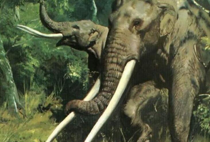 大象的祖先剑棱齿象，出现于1000多万年前（牙长达3-4米）