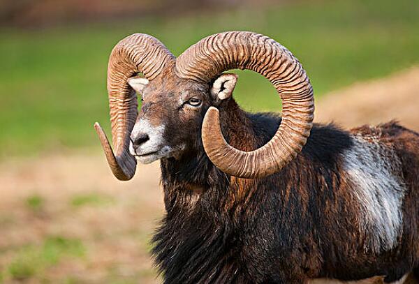 野生羊的祖先，欧洲盘羊（被人类驯养几千年/与狼祖先是亲戚）