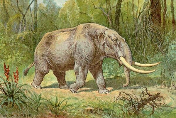 世界上最早的长鼻象，轭齿象（生存到人类历史早期）