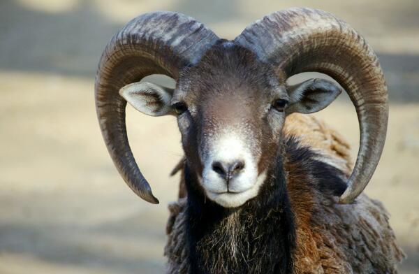 野生羊的祖先，欧洲盘羊（被人类驯养几千年/与狼祖先是亲戚）