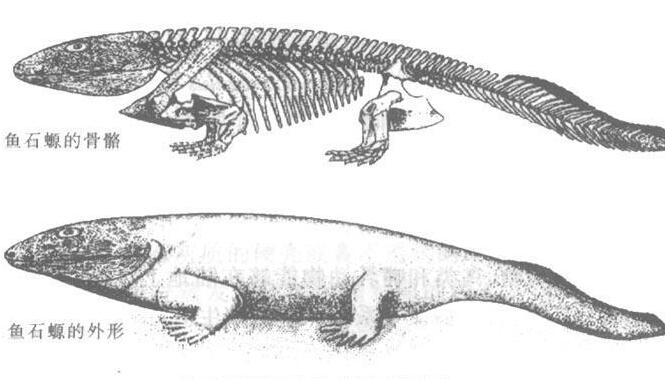 地球上最早的两栖类动物，鱼石螈（使人类可以呼吸氧气）