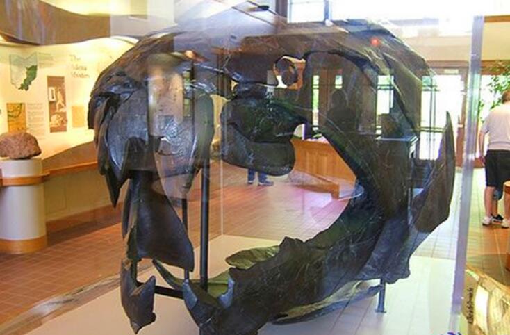 鲨鱼的祖先恐鱼，5亿年前的海洋霸主（体长8-11米）