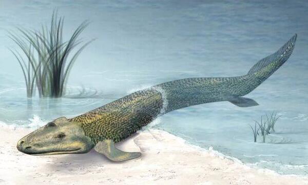 提塔利克鱼是人类祖先？鱼类及两栖类间的物种（已灭绝）