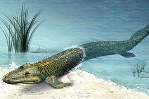 提塔利克鱼是人类祖先？鱼类及两栖类间的物种（已灭绝）