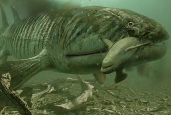 泥盆纪最凶猛的生物，含肺鱼（长4米重2吨/可以单挑邓氏鱼）