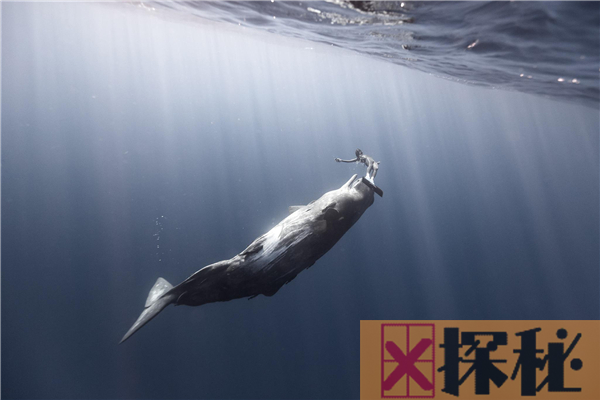 鲸鱼的祖先是什么？生活在陆地上的中爪兽(形似熊虎)