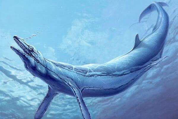 龙王鲸有多长，龙王鲸的天敌是谁（体长18米怕鼠白鲨）