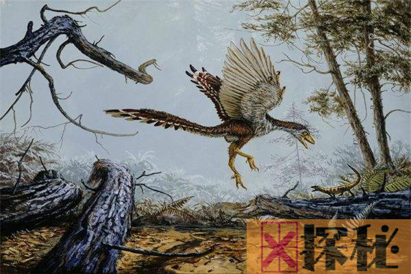 鸟类的祖先是什么鸟？1.4亿年前的带毛恐龙(擅低空飞行)