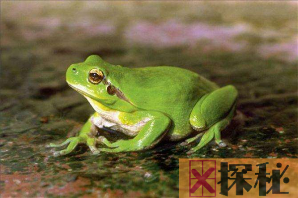 青蛙的祖先是什么？最早出现在白垩纪(同为火蜥蜴祖先)