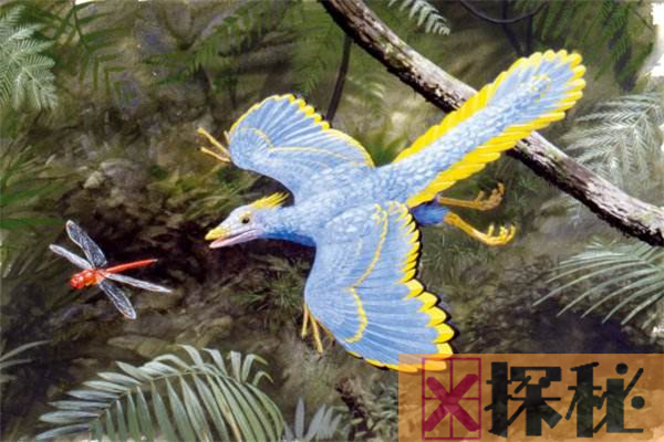 鸟类的祖先是什么鸟？1.4亿年前的带毛恐龙(擅低空飞行)
