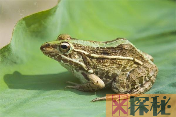 青蛙的祖先是什么？最早出现在白垩纪(同为火蜥蜴祖先)