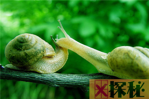 蜗牛的祖先在岩石中被发现 生活于5亿年前(长有120颗牙)