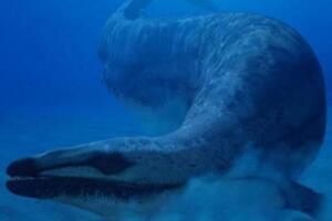 鲸的始祖：始祖鲸，没有呼吸孔（体长可达21米）