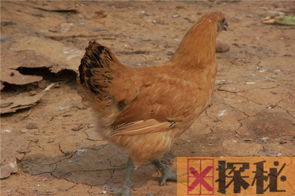 鸡的祖先真的是恐龙吗？恐龙化石中提取蛋白质和鸡相似