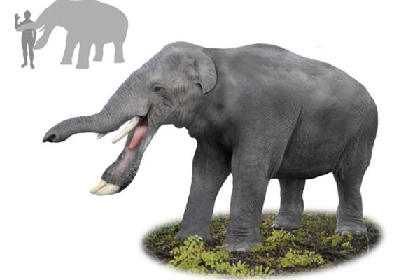 大象的祖先是什么？它拥有巨大的铲状下巴(割树皮切草根)