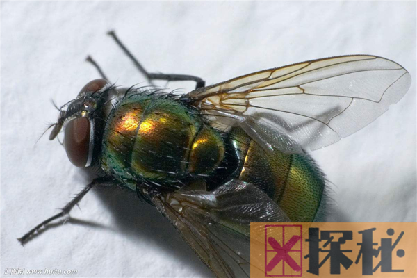 苍蝇的祖先是什么？缅甸矿井发现远古苍蝇琥珀(1亿年前)