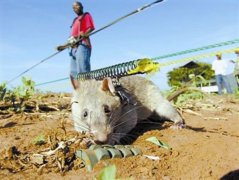 世界上已知最大的鼠类 冈比亚鼠长达91厘米重超4公斤