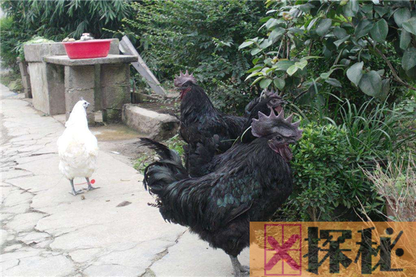 乌鸡的祖先是原鸡，拥有强悍的飞行能力(可飞跃近五米)