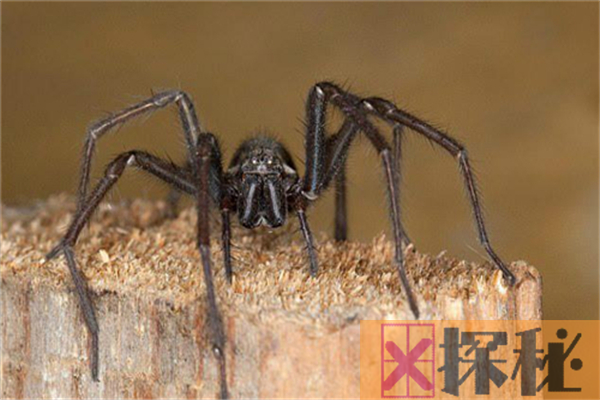 蜘蛛的祖先与蝎子同类，五亿年前就有活动痕迹
