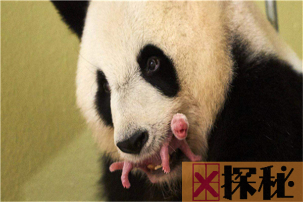 熊猫的祖先竟是强悍的肉食动物，后因生存竞争只能吃素