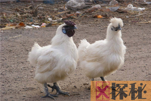 乌鸡的祖先是原鸡，拥有强悍的飞行能力(可飞跃近五米)
