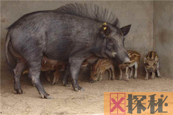 猪的祖先体型庞大，会像老虎一样嚎叫(生活于3千万年前)