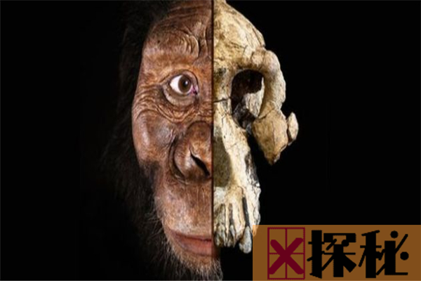 猿类的祖先渐新古猿化石，在埃及被发现(距今三千万年)