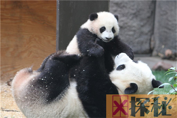 熊猫的祖先竟是强悍的肉食动物，后因生存竞争只能吃素
