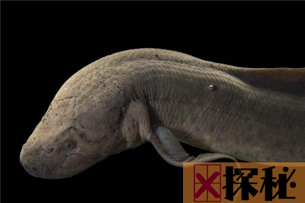 鱼的祖先是最古老的脊索动物，现如今还依然存活着