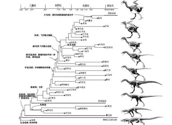 恐龙的演变过程图，槽齿类爬行动-恐龙-鸟类（灭绝加速人类进化）