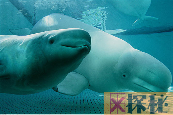 白鲸的祖先是什么？原来是长相像狼的陆地生物(四肢变鳍)