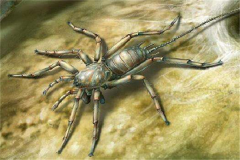 蜘蛛的祖先与蝎子同类，五亿年前就有活动痕迹