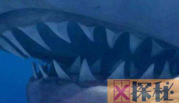 白垩刺甲鲨有多长?长度为5-7米之间相当恐怖