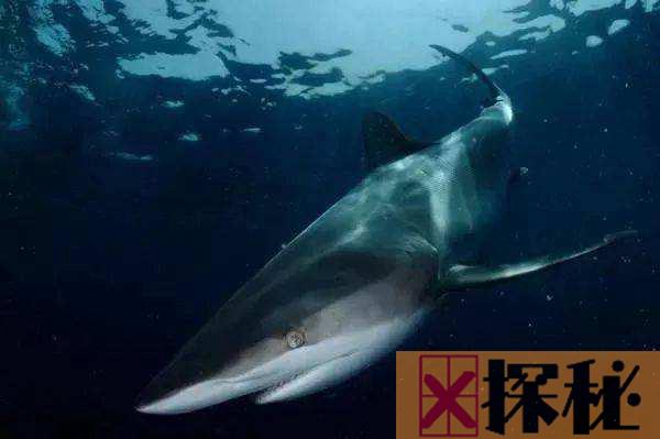 白垩刺甲鲨有多长?长度为5-7米之间相当恐怖