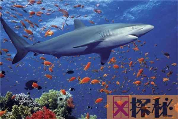 鲨鱼祖先是什么？