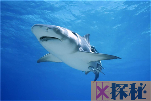 鲨鱼祖先是什么？