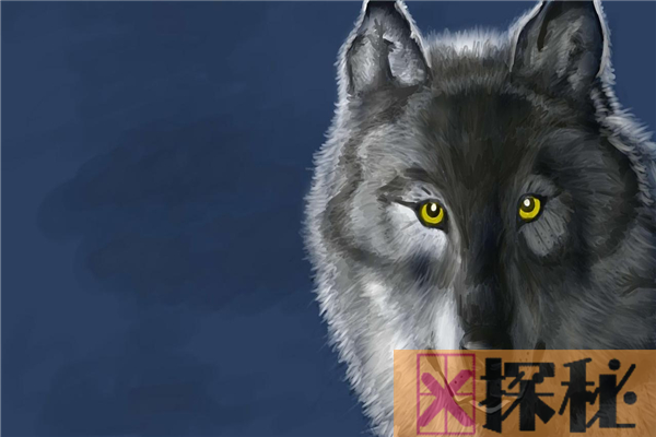 狼的祖先是什么？
