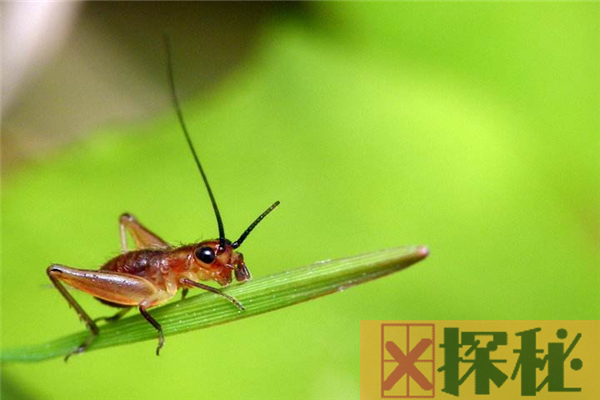 蟋蟀的祖先是什么？