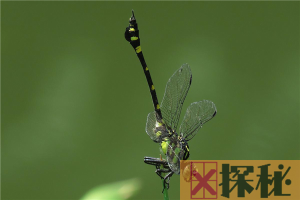 蜻蜓的祖先是什么？
