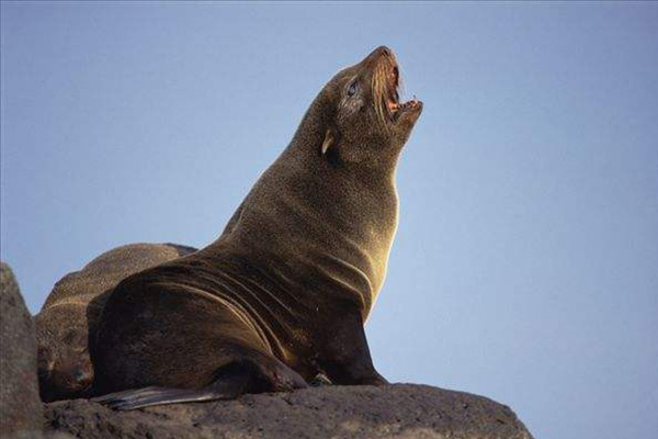 海狗的祖先是什么？