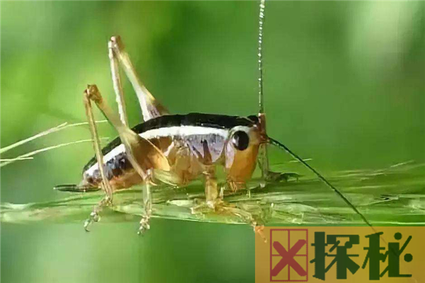 蟋蟀的祖先是什么？
