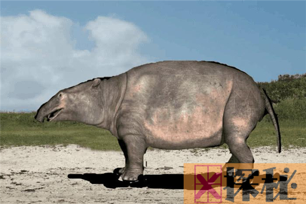 始祖象身高仅1米 堪比未成年现代象(鼻子像猪短且灵敏)