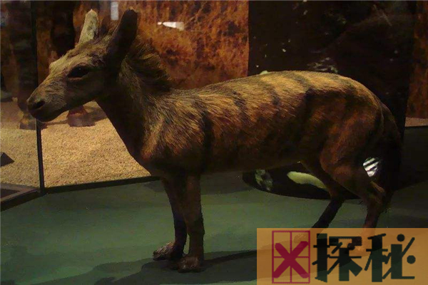 史前始祖马身形和鹿相似 50年前退化为三趾