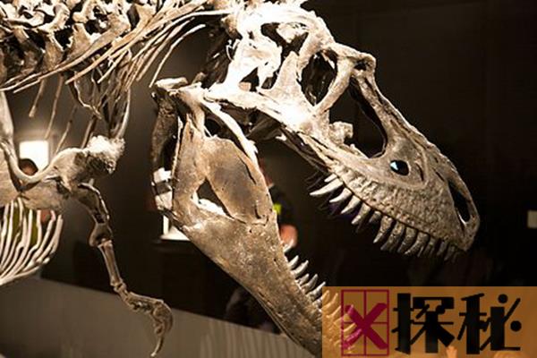 蛇发女怪龙是什么龙?生活在白垩纪早期的暴龙类恐龙