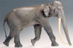 欧洲矮象与当代亚洲象血缘深厚 曾被西方称之为神灵