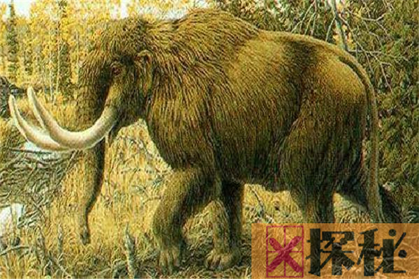 美洲乳齿象满身毛发形似棕熊 因结核病惨遭灭绝