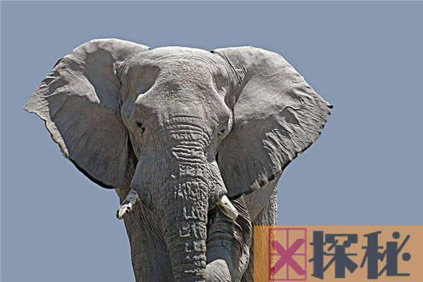猛犸象VS非洲象体型谁更大？史前猛犸象略胜一筹(达7吨)